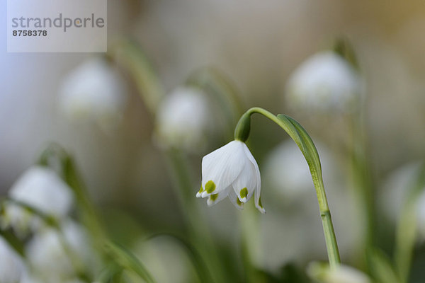 Größes Schneeglöckchen  Leucojum vernum  im Wald  Oberpfalz  Bayern  Deutschland  Europa