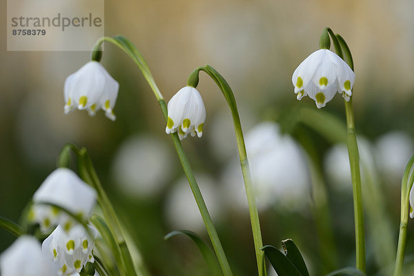 Größes Schneeglöckchen  Leucojum vernum  im Wald  Oberpfalz  Bayern  Deutschland  Europa