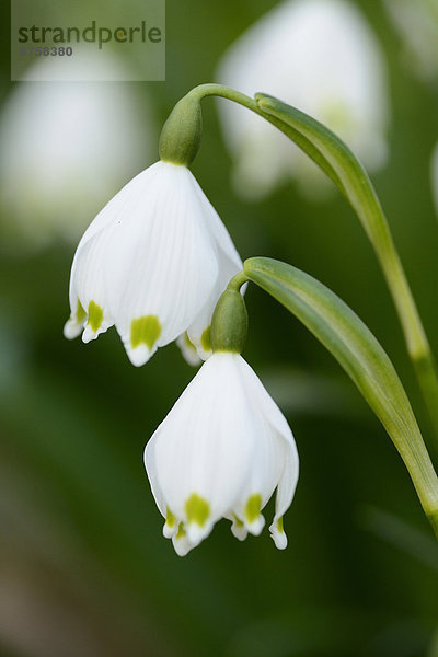 Größes Schneeglöckchen  Leucojum vernum  im Wald  Oberpfalz  Bayern  Deutschland  Europa