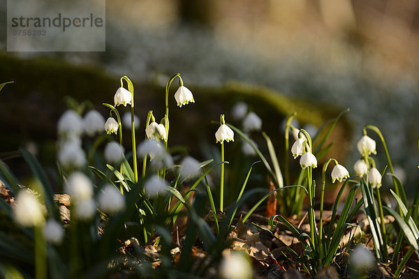 Größes Schneeglöckchen  Leucojum vernum  im Wald  Oberpfalz  Bayern  Deutschland  Europa