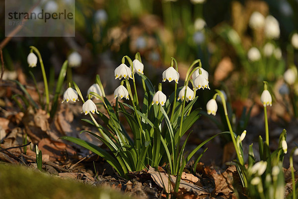 Größes Schneeglöckchen  Leucojum vernum  im Wald  Oberpfalz  Bayern  Deutschland  Europa