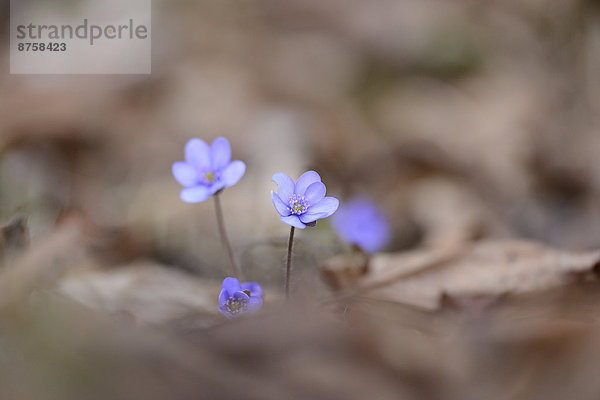 Leberblümchen  Anemone hepatica  Oberpfalz  Bayern  Deutschland  Europa