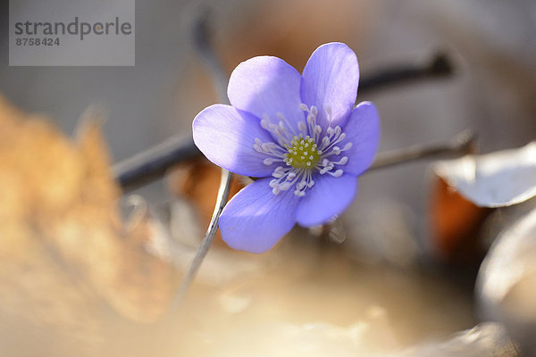 Leberblümchen  Anemone hepatica  Oberpfalz  Bayern  Deutschland  Europa