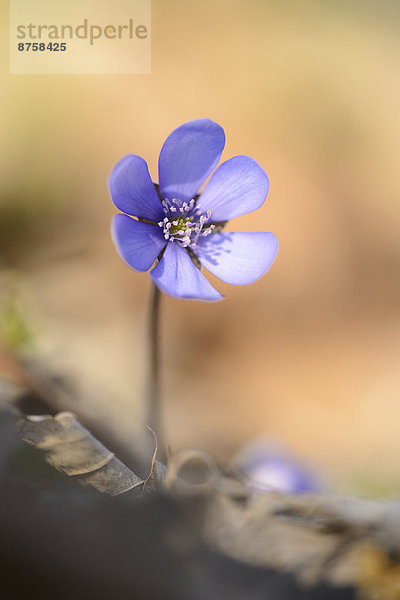 Leberblümchen  Anemone hepatica  Oberpfalz  Bayern  Deutschland  Europa