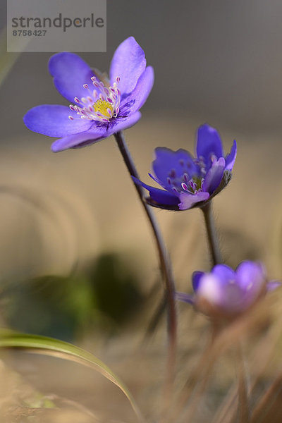 Leberblümchen  Anemone hepatica  Oberpfalz  Bayern  Deutschland  Europa