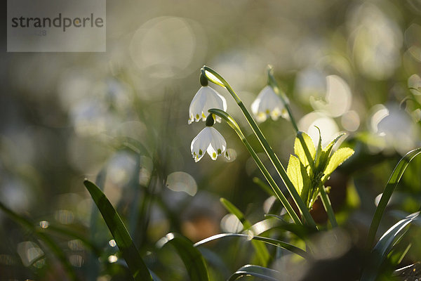 Großes Schneeglöckchen  Leucojum vernum  Oberpfalz  Bayern  Deutschland  Europa