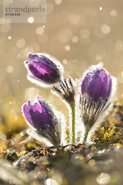 Küchenschelle  Pulsatilla vulgaris  Oberpfalz  Bayern  Deutschland  Europa