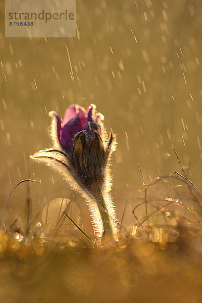 Küchenschelle  Pulsatilla vulgaris  Oberpfalz  Bayern  Deutschland  Europa