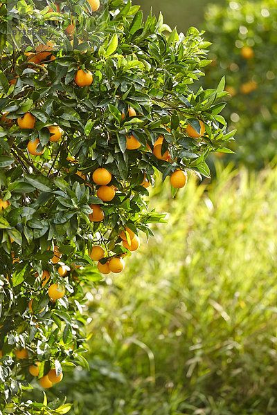 Orangenbäume mit reifen Orangen in Sizilien  Italien