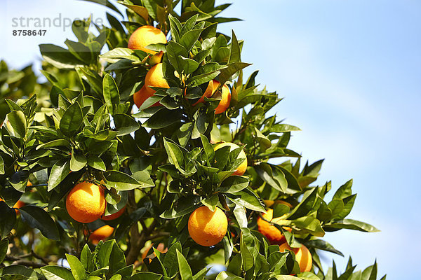 Orangenbäume mit reifen Orangen in Sizilien  Italien