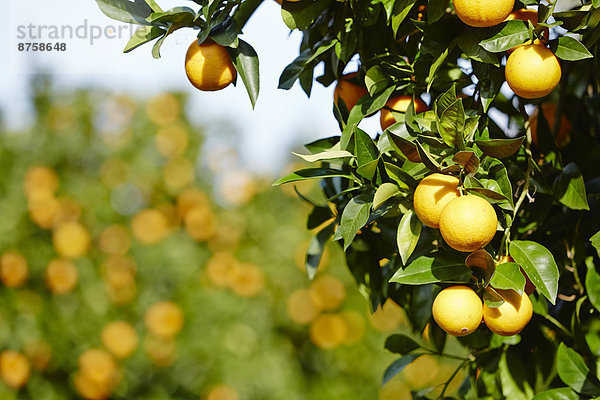 Orangenbäume mit reifen Orangen in Sizilien  Italien