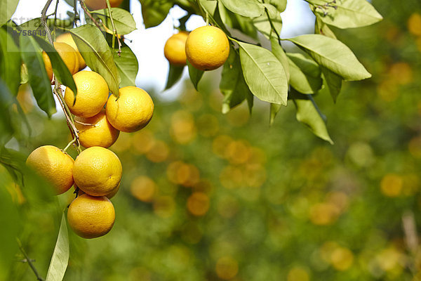 Orangenbäume mit reifen Orangen in Sizilien  Italien