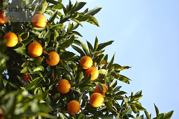 Orangenbäume mit reifen Orangen in Sizilien  Italien