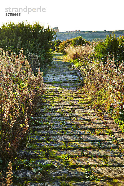 Antiker Weg bei Selinunte  Sizilien  Italien