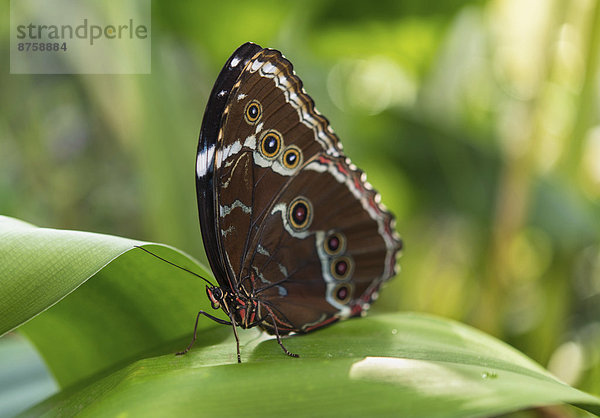 animal Brush-footed butterfly Butterfly captive animal daytime diurnal butterfly full body length Insect Munich nature nobody one animal outdoors Peleides Blue Morpho Satyrine wild animal