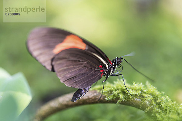 animal blurry branch Brush-footed butterfly Butterfly captive animal close-up daytime focus on foreground full body length Insect moss Munich nature nobody outdoors Postman Butterfly shallow depth of field side view wild animal
