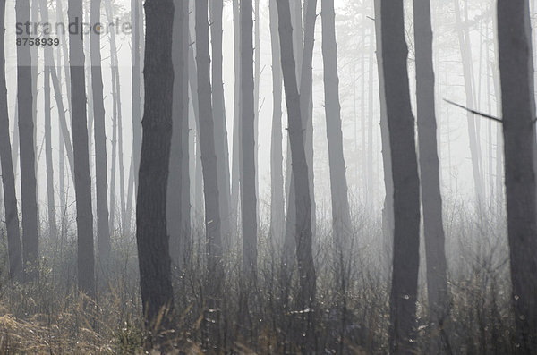 atmospheric Bavaria conifers daytime dense fog foggy forest Germany gloomy misty mood mood nature nobody outdoors Pinaceae Pines plants tree trunks trees vegetation