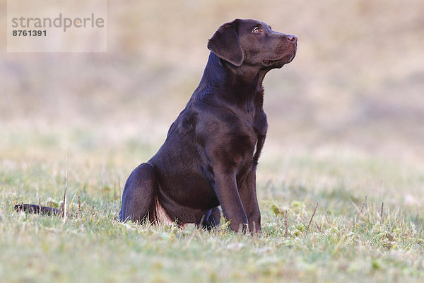 Brauner Labrador Retriever  Rüde sitzt im Gras  Deutschland