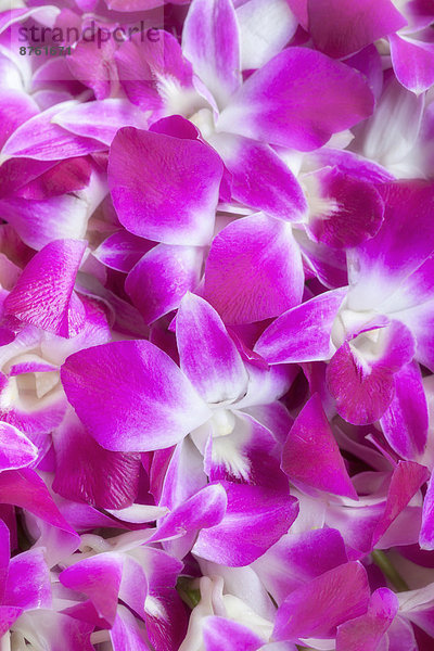 Pink-weiße Orchideen-Blüten (Dendrobium)  Thailand