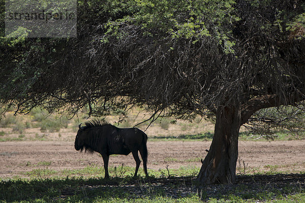 Streifengnu (Connochaetes taurinus) steht im Schatten unter einem Baum  Kgalagadi-Transfrontier-Nationalpark  Nordkap  Südafrika