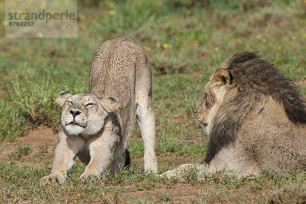 Löwen (Panthera leo)  Weibchen und Männchen  Kgalagadi-Transfrontier-Nationalpark  Nordkap  Südafrika