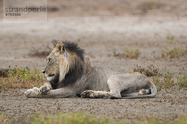 Löwe (Panthera leo)  Kgalagadi-Transfrontier-Nationalpark  Nordkap  Südafrika