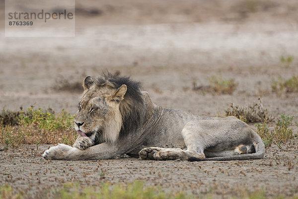 Männlicher Löwe (Panthera leo) leckt sich sein Fell  Kgalagadi-Transfrontier-Nationalpark  Nordkap  Südafrika