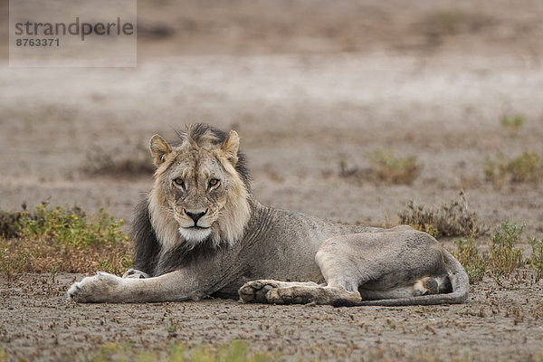 Löwe (Panthera leo)  Kgalagadi-Transfrontier-Nationalpark  Nordkap  Südafrika