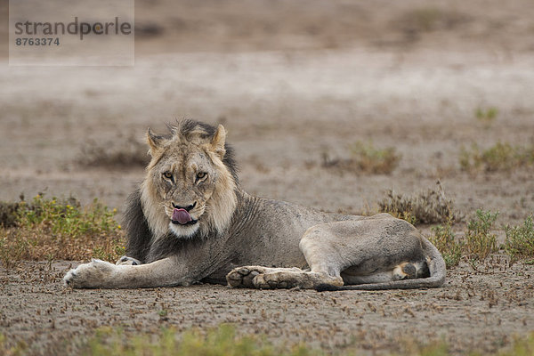 Löwe (Panthera leo)  Kgalagadi-Transfrontier-Nationalpark  Nordkap  Südafrika