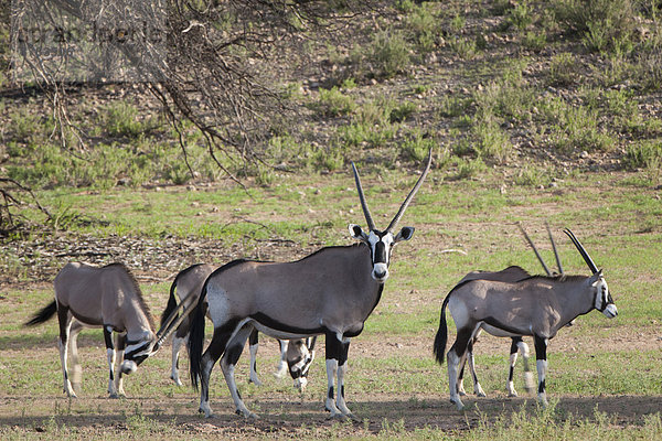 Spießböcke (Oryx gazella) an einem Wasserloch  Kgalagadi-Transfrontier-Nationalpark  Nordkap  Südafrika