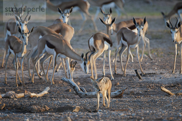 Schabrackenschakal (Canis mesomelas) an einem Wasserloch zwischen Springböcken (Antidorcas marsupialis)  Kgalagadi-Transfrontier-Nationalpark  Nordkap  Südafrika