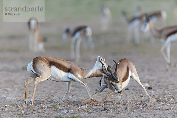 Männliche Springböcke (Antidorcas marsupialis) kämpfen um die Vormachtstellung und soziale Rangfolge in der Herde  Kgalagadi-Transfrontier-Nationalpark  Nordkap  Südafrika