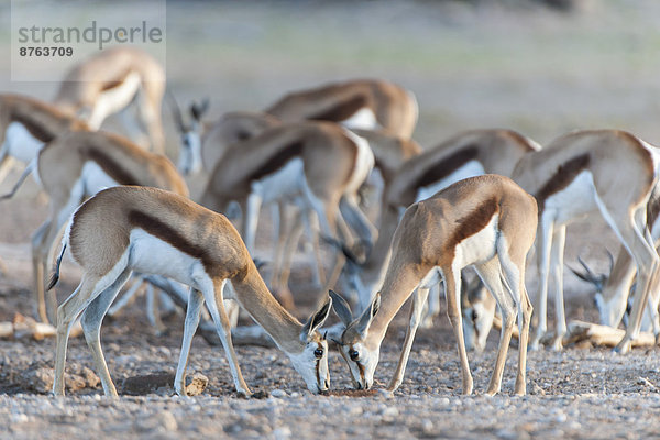 Springböcke (Antidorcas marsupialis) an einer Wasserstelle  Kgalagadi-Transfrontier-Nationalpark  Nordkap  Südafrika