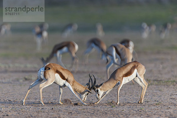 Männliche Springböcke (Antidorcas marsupialis) kämpfen um die Vormachtstellung und soziale Rangfolge in der Herde  Kgalagadi-Transfrontier-Nationalpark  Nordkap  Südafrika