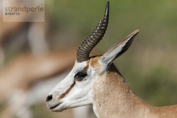 Männlicher Springbock (Antidorcas marsupialis)  Kgalagadi-Transfrontier-Nationalpark  Nordkap  Südafrika