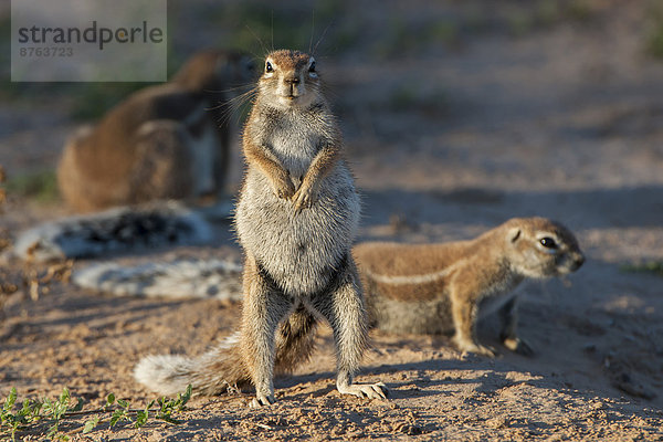 Kap-Borstenhörnchen (Xerus inauris)  Kgalagadi-Transfrontier-Nationalpark  Nordkap  Südafrika