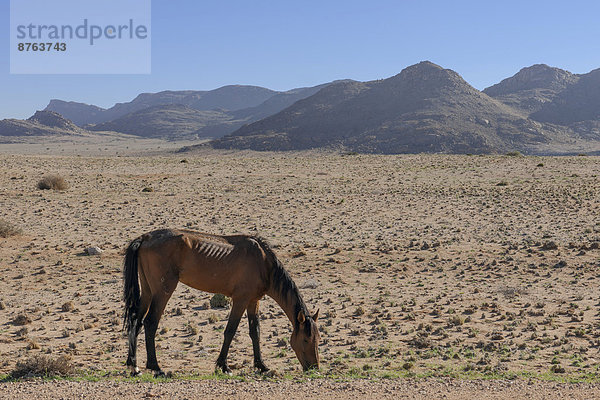 Wildpferd in der Namibwüste  Nachkomme von Pferden der deutschen Kolonialtruppen in Deutsch-Südwestafrika  Garub  ?Karas  Namibia