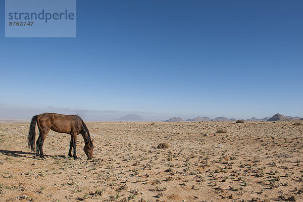 Wildpferd in der Namibwüste  Nachkomme von Pferden der deutschen Kolonialtruppen in Deutsch-Südwestafrika  Garub  ?Karas  Namibia