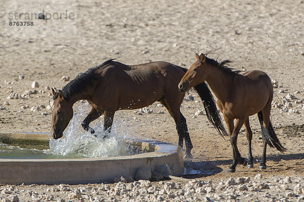 Wildpferde an einer Wasserstelle in der Namibwüste  Nachkommen von Pferden der deutschen Kolonialtruppen in Deutsch-Südwestafrika  Garub  ?Karas  Namibia