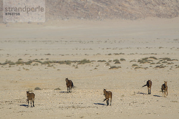 Wildpferde in der Namibwüste  Nachkommen von Pferden der deutschen Kolonialtruppen in Deutsch-Südwestafrika  Garub  ?Karas  Namibia