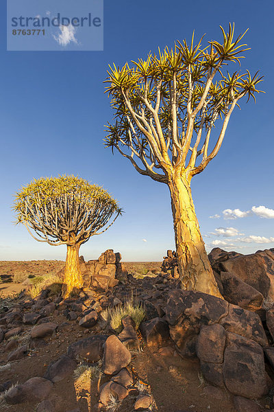Köcherbäume (Aloe dichotoma) auf einem Felsplateau  Keetmanshoop  Region Karas  Namibia