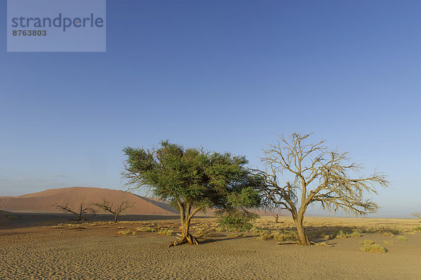 Baum Tal Namibia Sesriem-Canyon