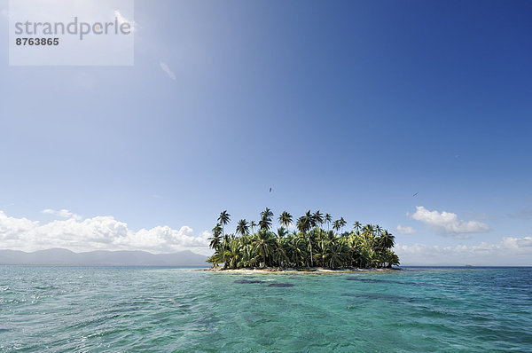Tropische Insel mit Palmen  Cayos Los Grullos  San-Blas-Inseln  Panama