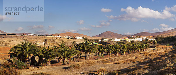 Palmen  hinten Pajara  Fuerteventura  Kanarische Inseln  Spanien
