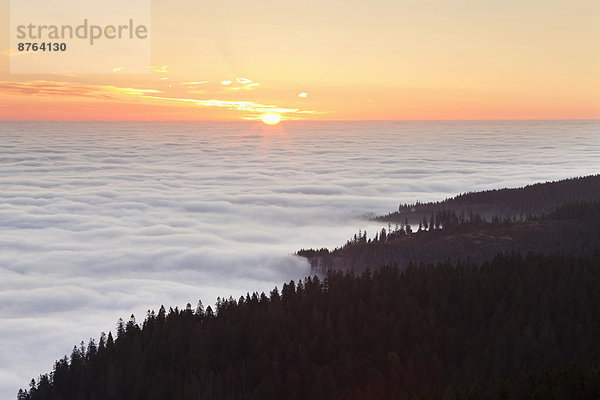 Feldberg  Schwarzwald  Baden-Württemberg  Deutschland