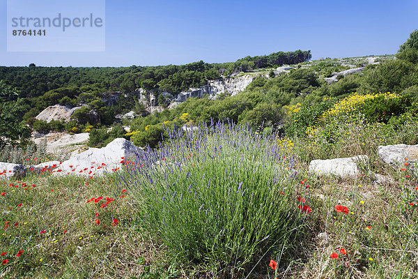Landschaft mit bunt blühendem Lavendel  Mohn und Ginster  Bra?  Dalmatien  Kroatien