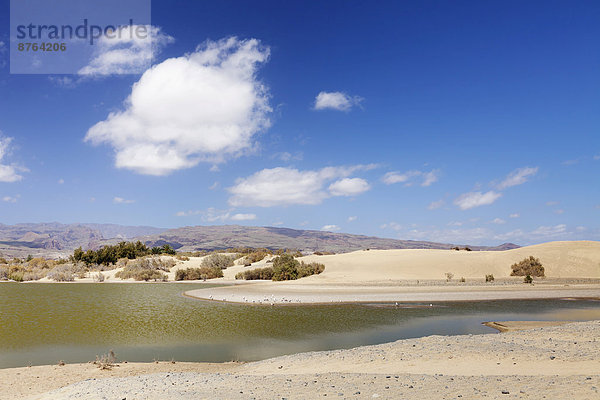 Salzwassersee Charca de Maspalomas  Maspalomas  Gran Canaria  Kanarische Inseln  Spanien