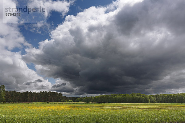 Wolkenhimmel über Uferwiesen am Oberlauf der Havel  Müritz-Nationalpark  bei Babke  Mecklenburg-Vorpommern  Deutschland