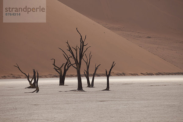 Wüste Namibia kahler Baum kahl kahle Bäume