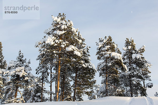 Verschneite Bäume  bei Utsjoki  Lappland  Finnland